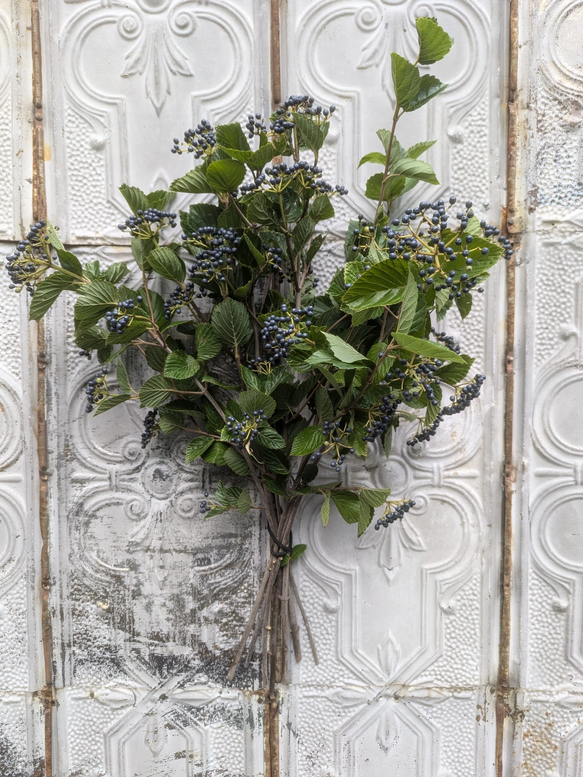 Shrubs & Perennials
